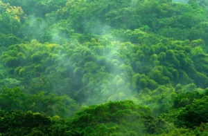 Population Health Management Strategies