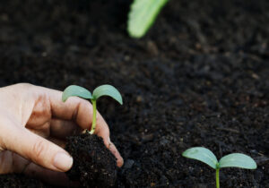 Planting a young cucumber plant in the garden